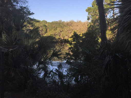 Water and Trees