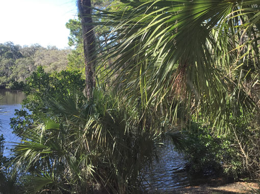 Shady Palms